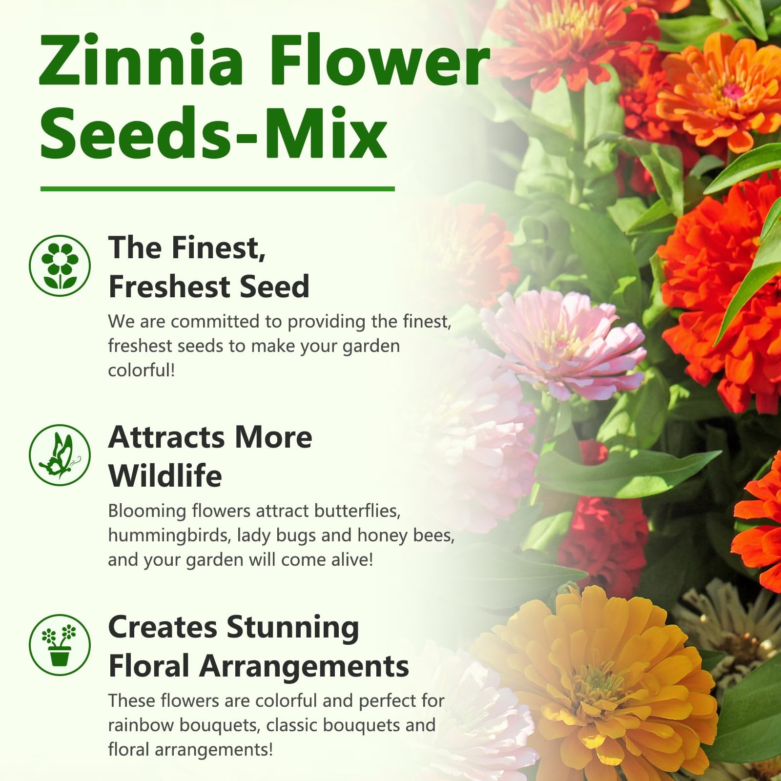 Zinnia Seeds for 2026, California Giant Zinnia Seeds Bulk, 10,000+ Double Dah…