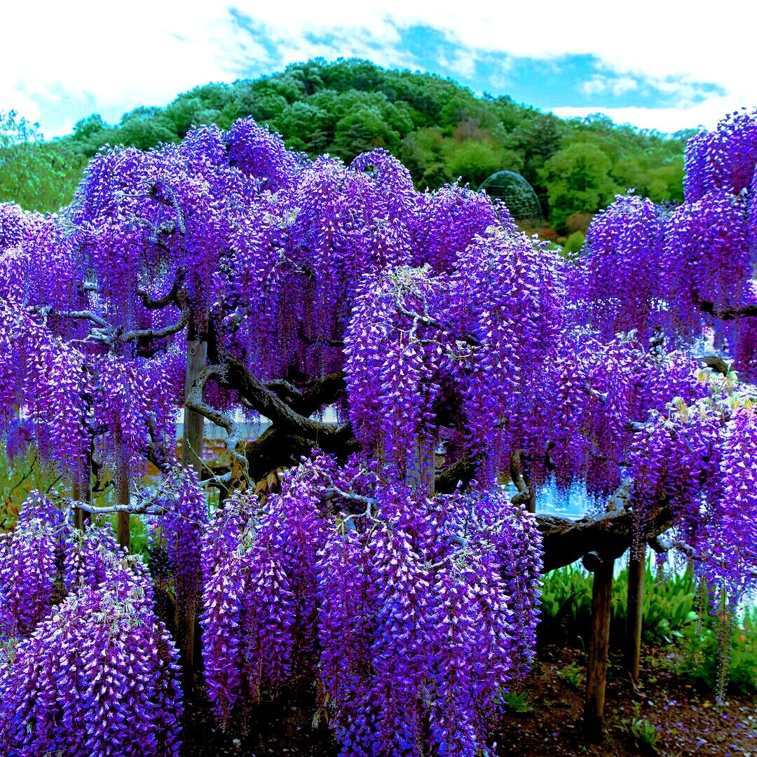 5 Chinese Blue Wisteria sinensis Tree Seeds Fast Climber Flower Vine Hardy Plant
