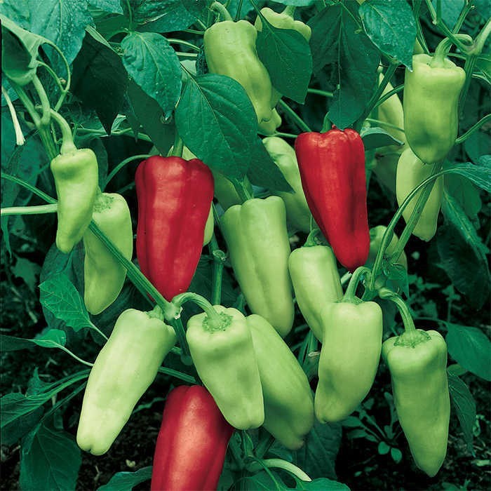 Italian Sweet Pepperoncini Pepper Seeds