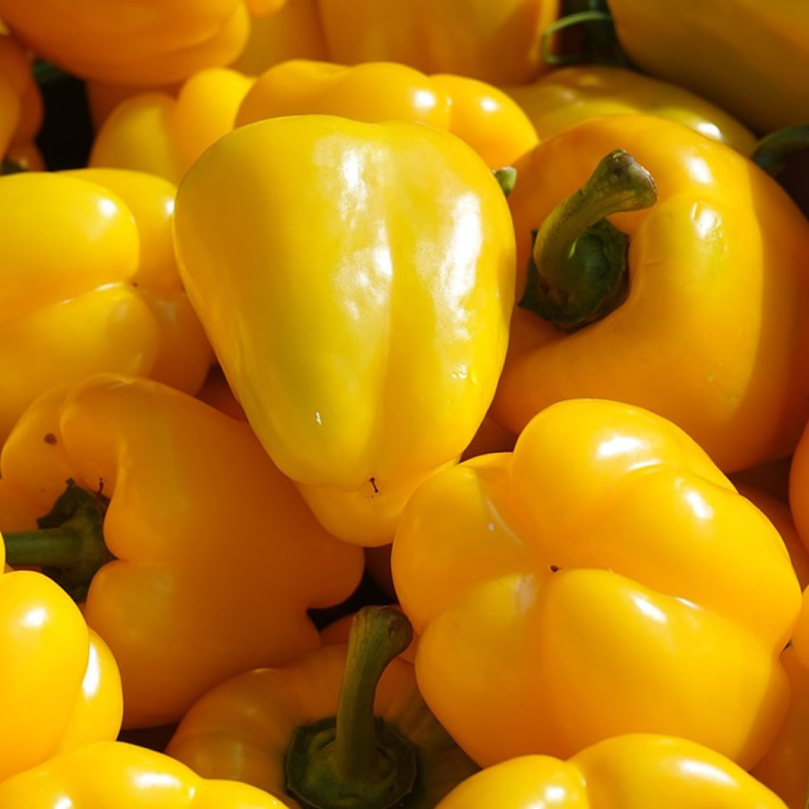 101+SUNBRIGHT Yellow Sweet BELL PEPPER Seeds Organic Vegetable Garden Container