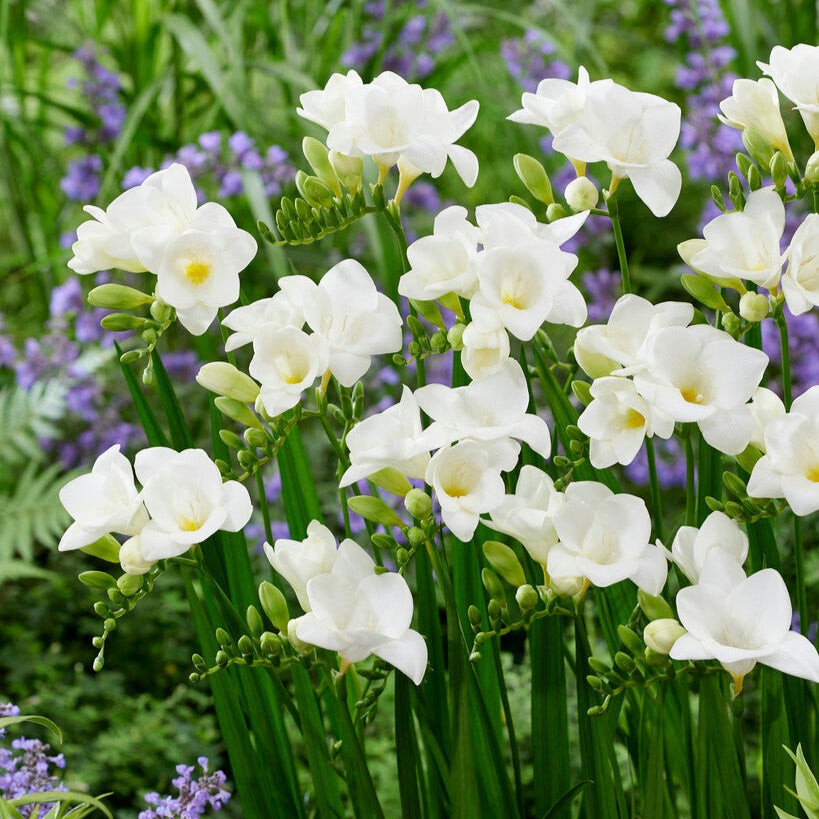 Freesia Single White 15 Plant Bulbs, Spring Flowers Bloom in Sun