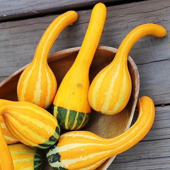 Small Spoon Ornamental Gourd Seeds – For 2025 Planting Bicolor Yellow Green