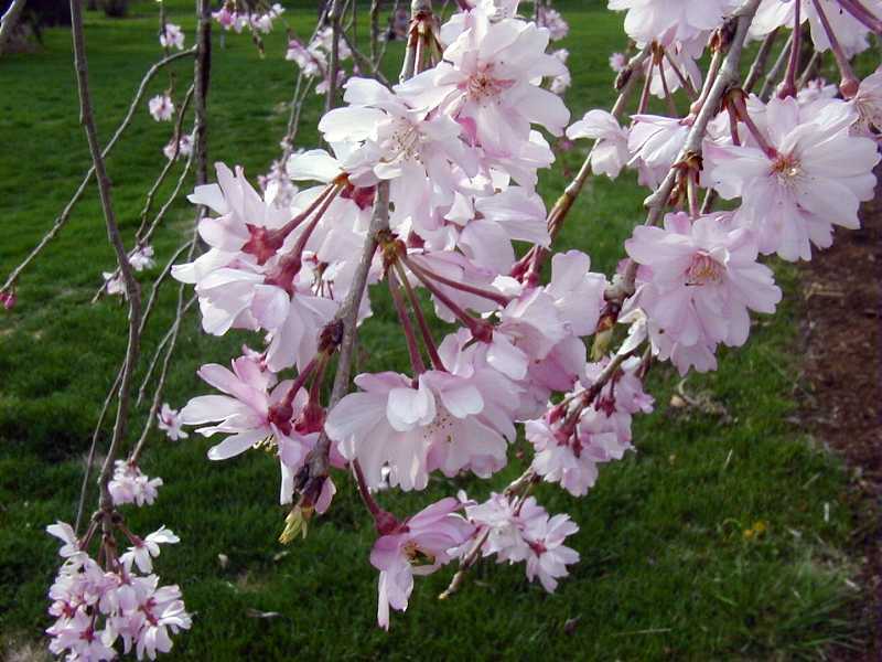 Weeping Higan Cherry, Prunus subhirtella pendula, Tree Seeds