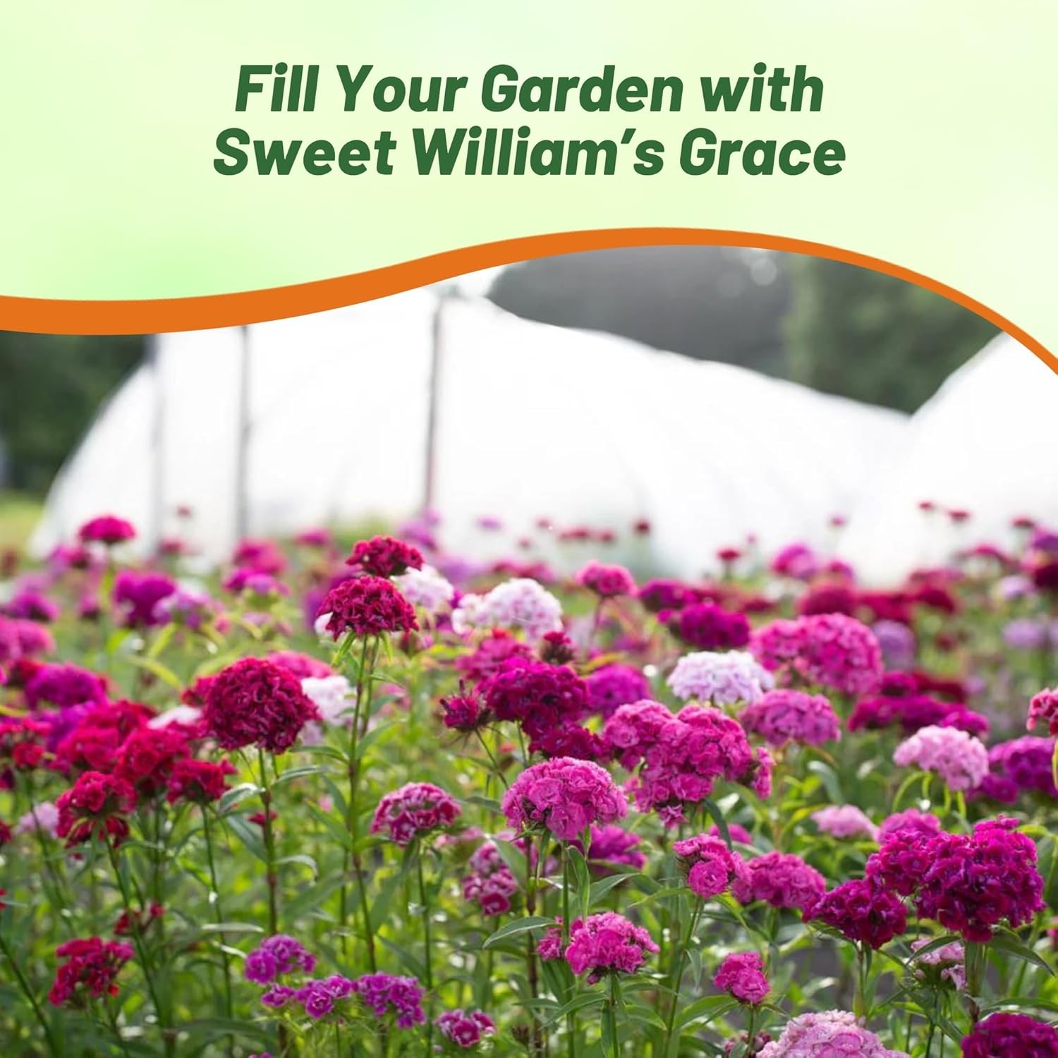 1 LB Dianthus Sweet William Seed Mix For Planting | Xeriscape Landscaping