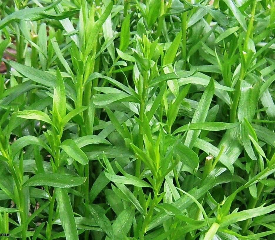 1000+Tarragon Seeds Russian Tarragon Dragon Wort Perennial Garden Herb USA