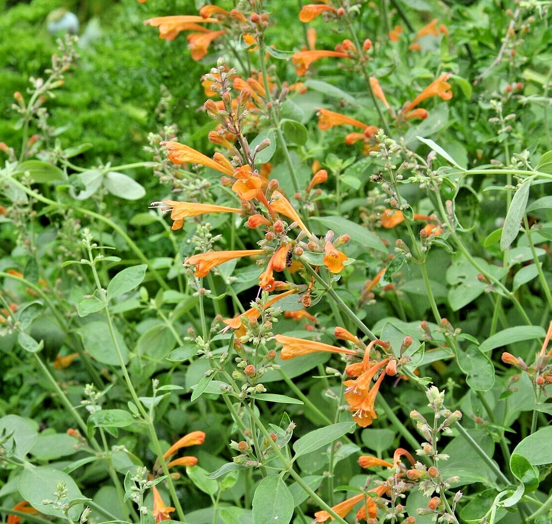 HUMMINGBIRD MINT Seeds *FREE Shipping!* Agastache aurantiaca, Anise Hyssop Seeds