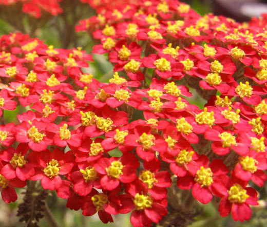 YARROW RED Achillea Millefolium Rubrum – 500 Seeds