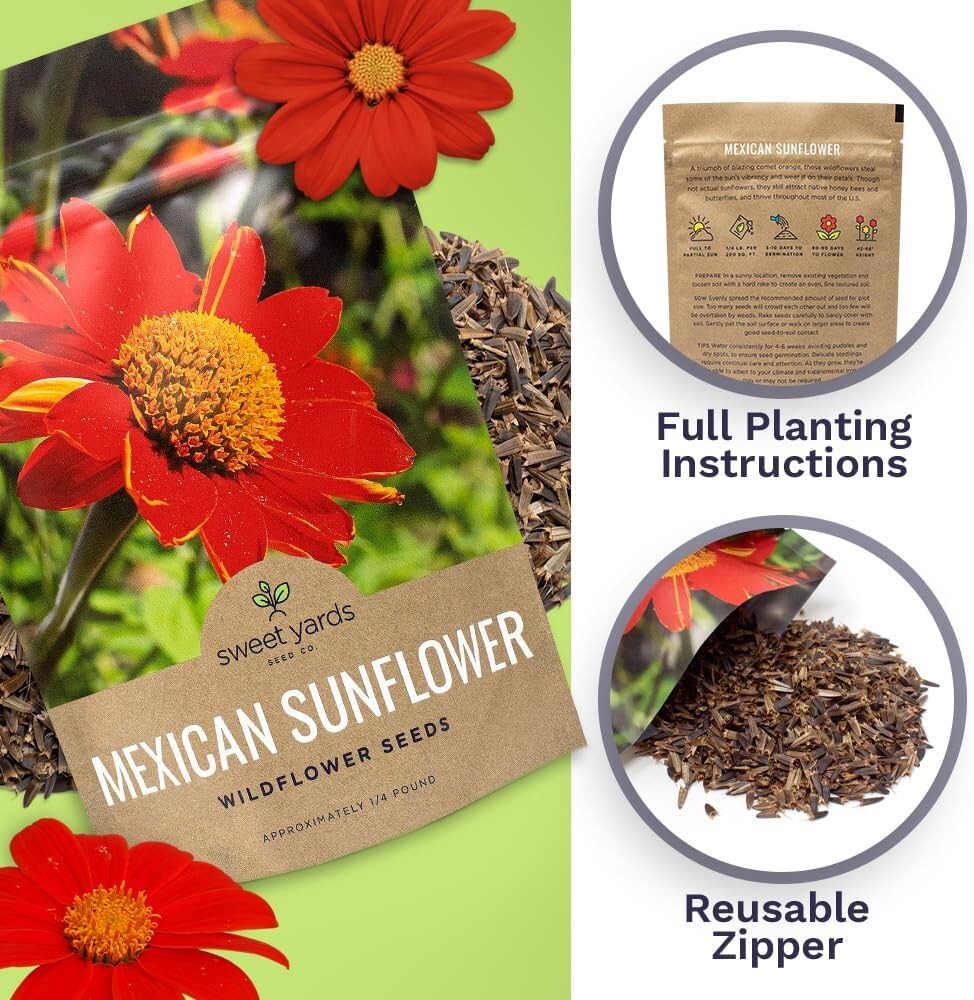 Bulk Quarter Pound Bag of Mexican Sunflower Seeds – 10,000+ Non-GMO Wildflowe…