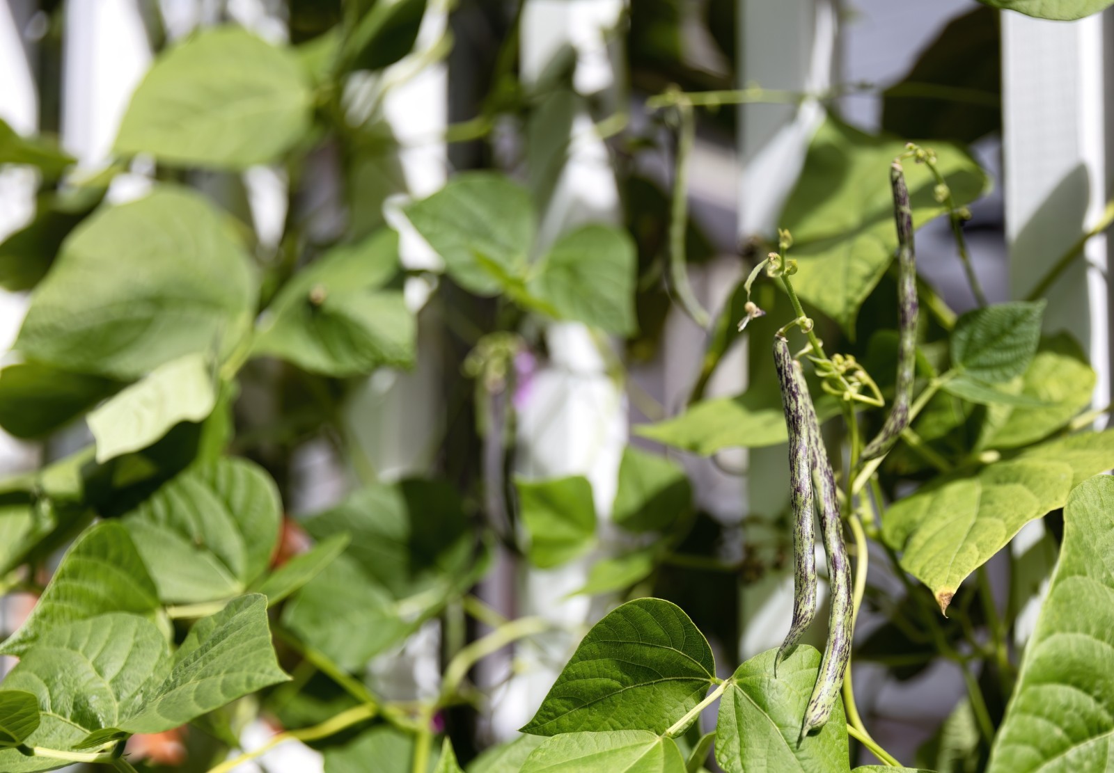 Rattlesnake Pole Bean Seeds