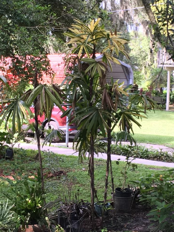 Rhapis excelsa Seeds. Lady Palm. Cold-Hardy!