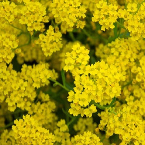 Basket of Gold Sweet Alyssum Seeds Perennial Yellow Ground Cover Rock Madwort