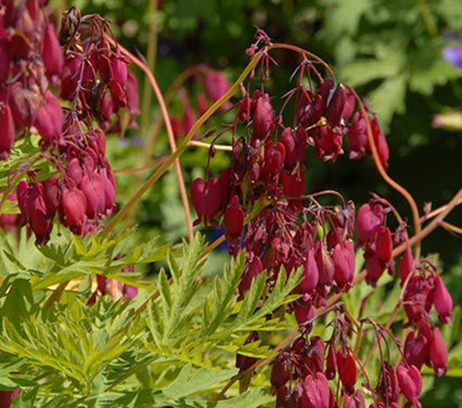 25 Burnt Red Bleeding Heart Seeds Dicentra Spectabilis Flowers Seed US SELLER
