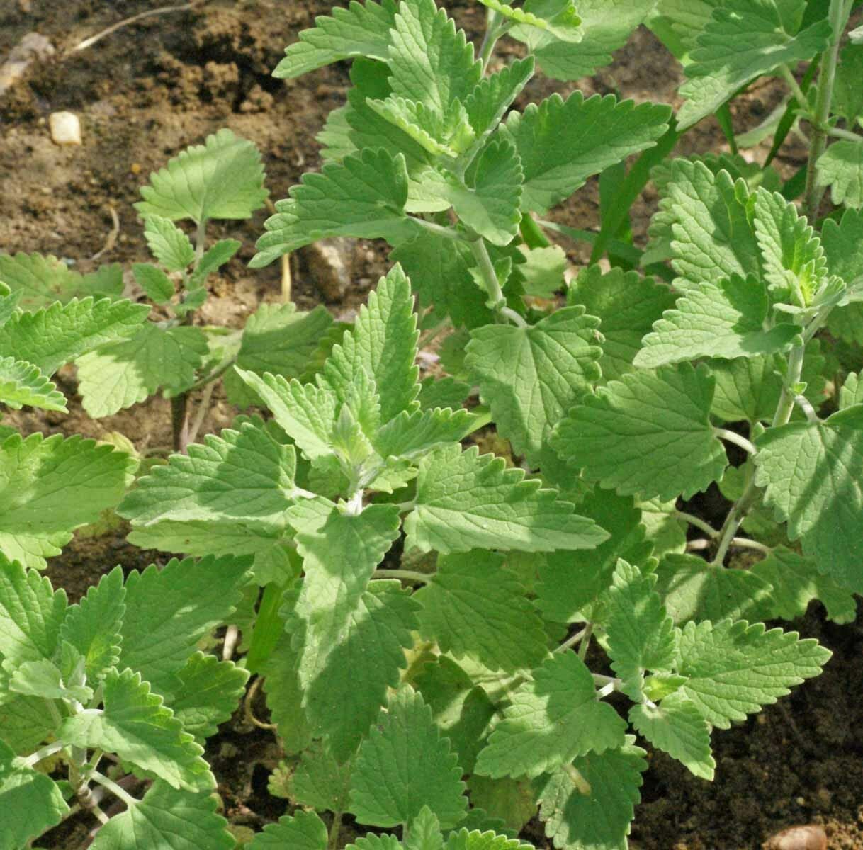 Catnip Seeds Nepeta Cataria Puurfect Garden Treat 4 Your Cat 1000 to 5000 SEEDS