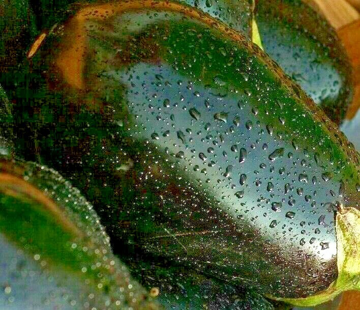 300 EGGPLANT SEEDS BLACK BEAUTY SPRING VEGETABLE GARDEN HEIRLOOM NON-GMO USA