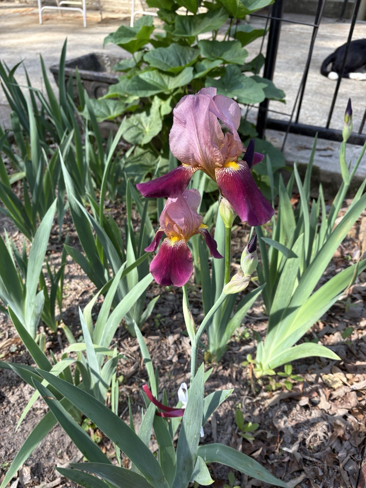 Iris Bulbs, Pink Magenta, Indian Chief, 5 Freshly Dug