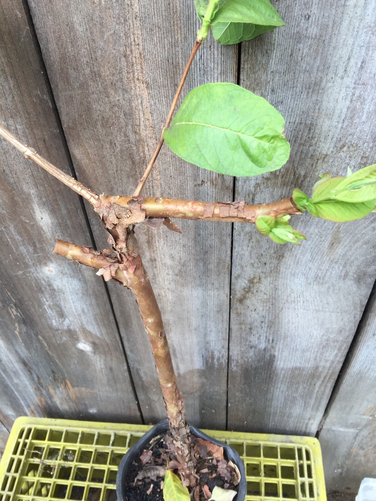 1 Air-layer Sweet Ruby Supreme Fruit Guava Starter Tree, Psidium guajava Tree