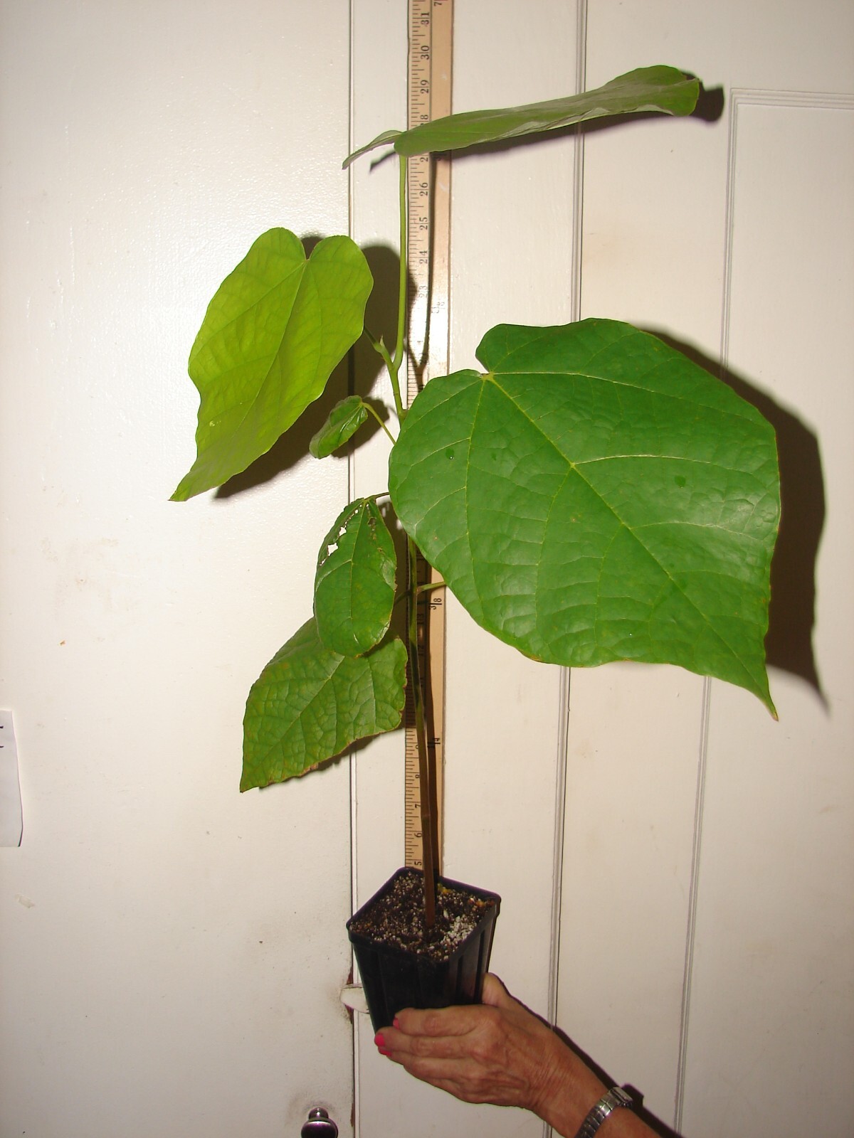 Theobroma Bicolor (White Cacao)cocoa tropical fruit tree Live Plant