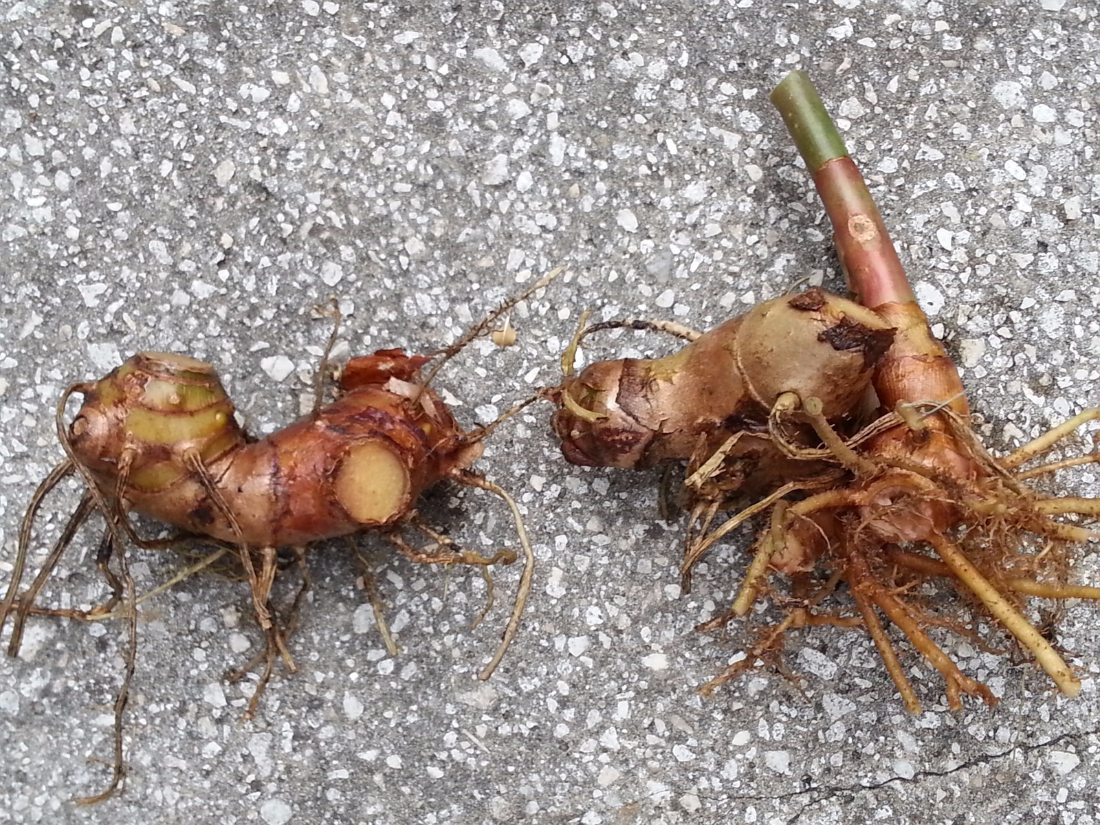 Costus pictus (ornamental ginger) rhizomes