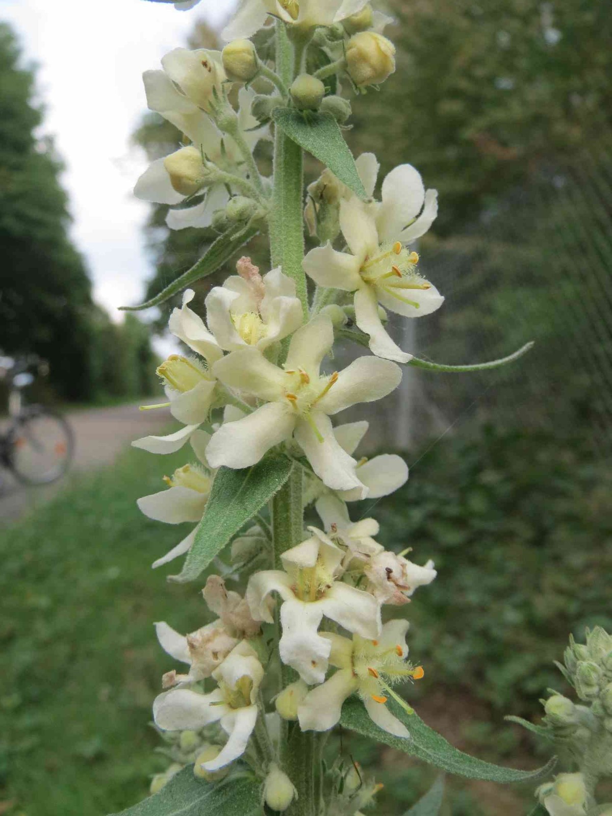 Verbascum lychnitis – White Mullein seed