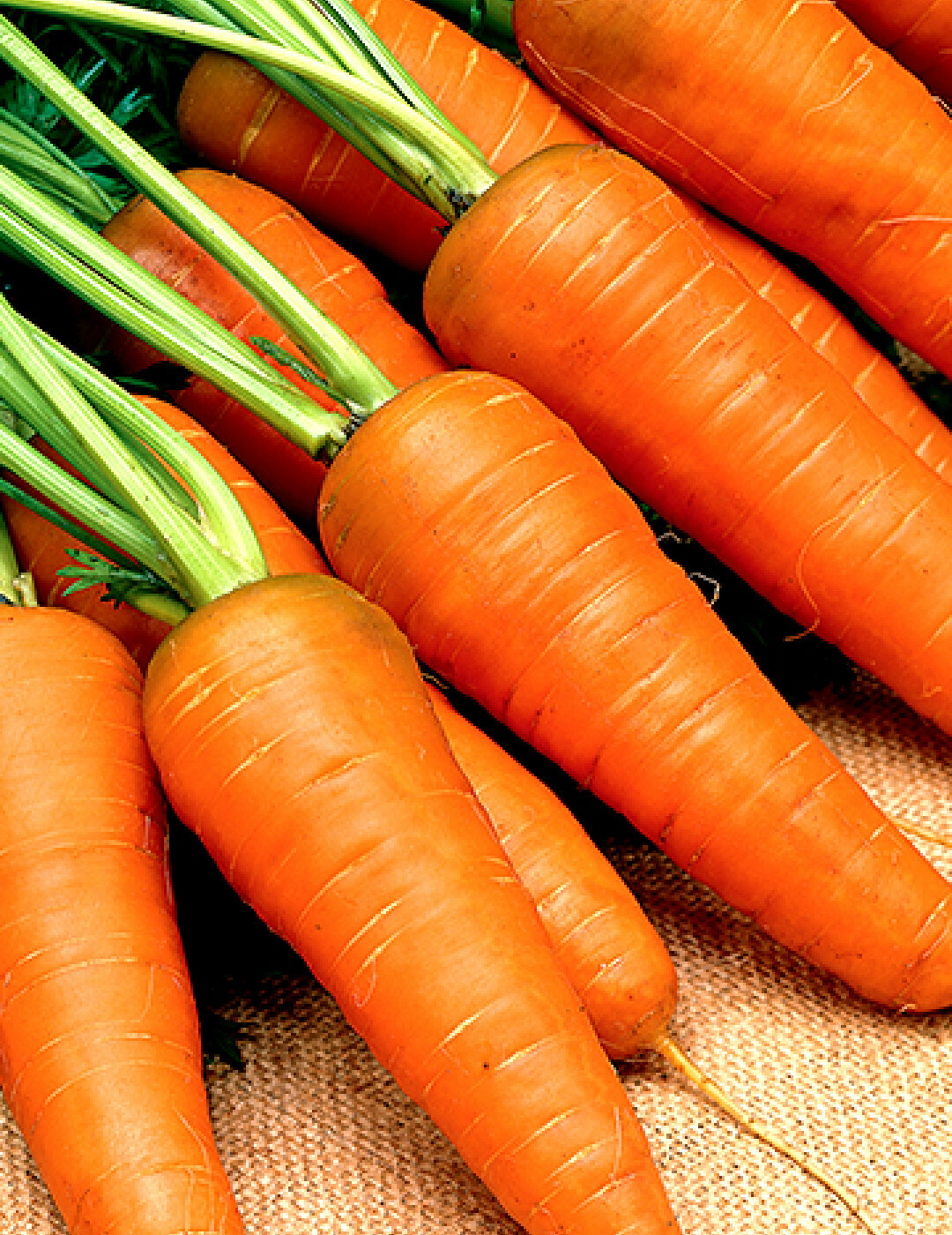 1000+ Carrot Seeds Chantenay Red Cored Carrot Non GMO Vegetable Garden Seeds USA