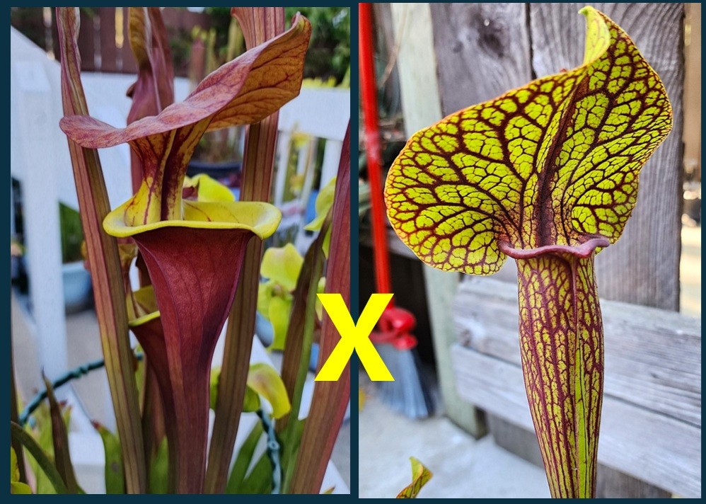 2025 SARRACENIA SEEDS: FLAVA WACCAMAW X KING COBRA [CARNIVOROUS PLANT SEED]