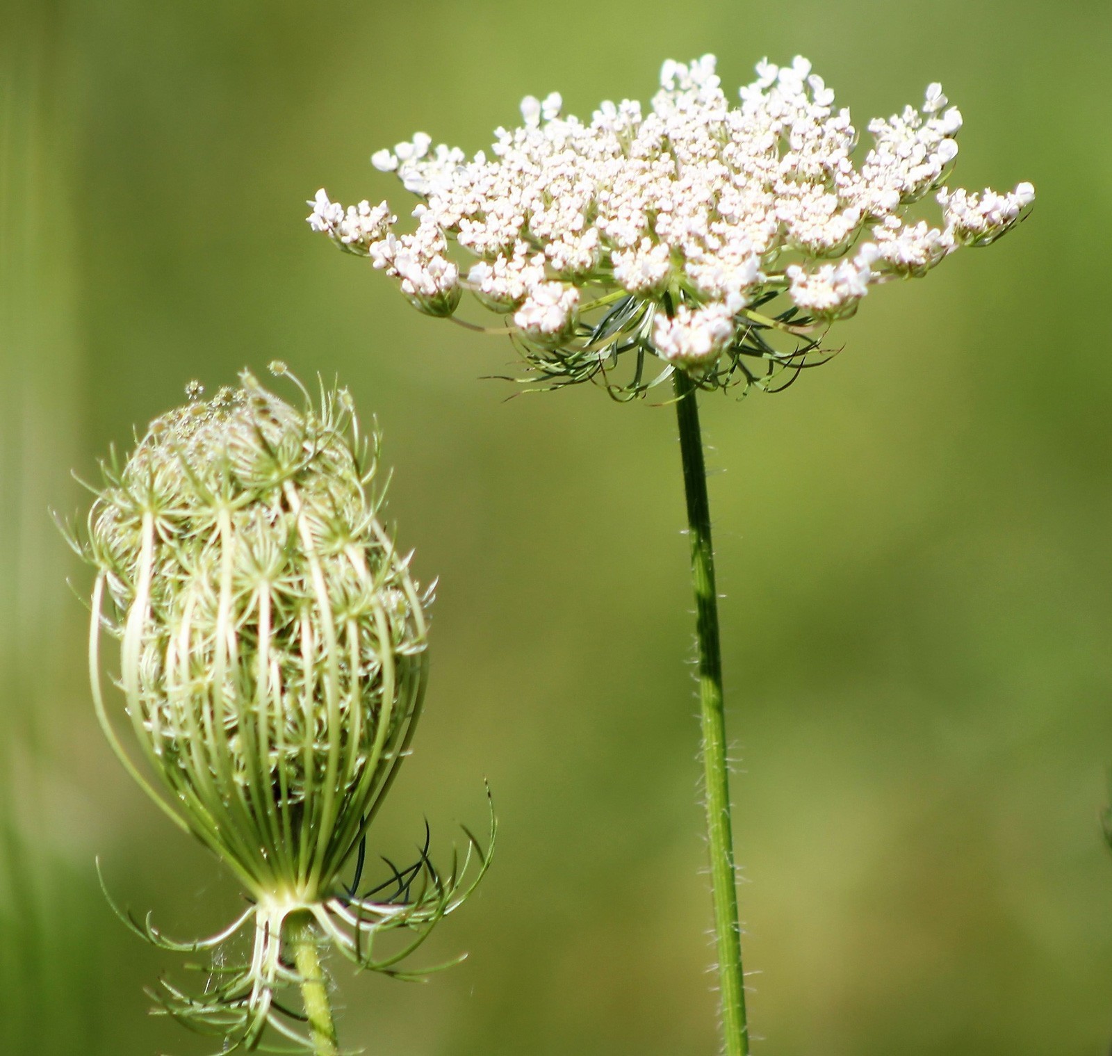 Daucus carota | European Wild Carrot Flower | Birds Nest |100_Seeds