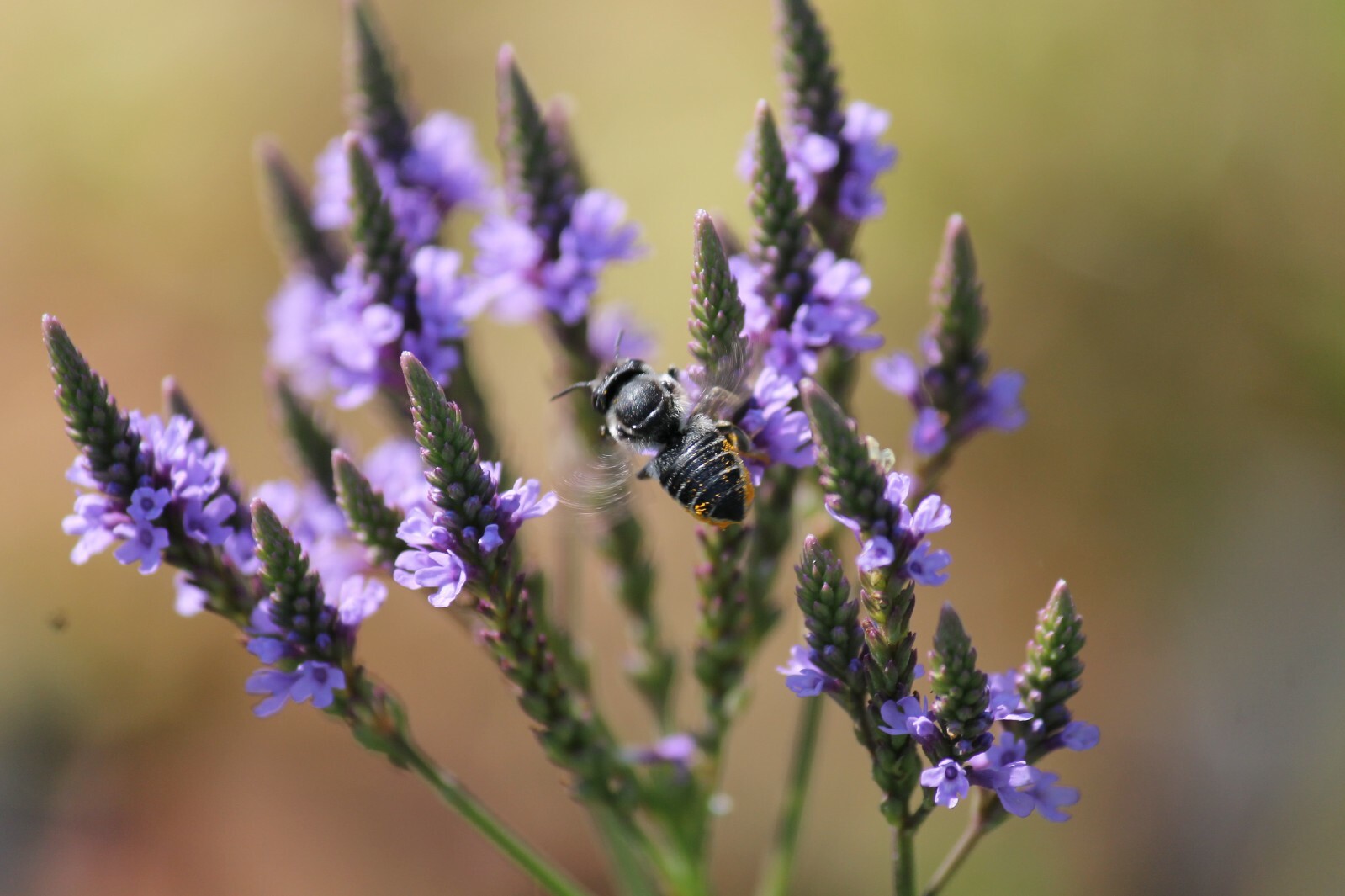 201+BLUE VERVAIN Seeds Native Wildflower Herb Tea Perennial Drought Garden Easy