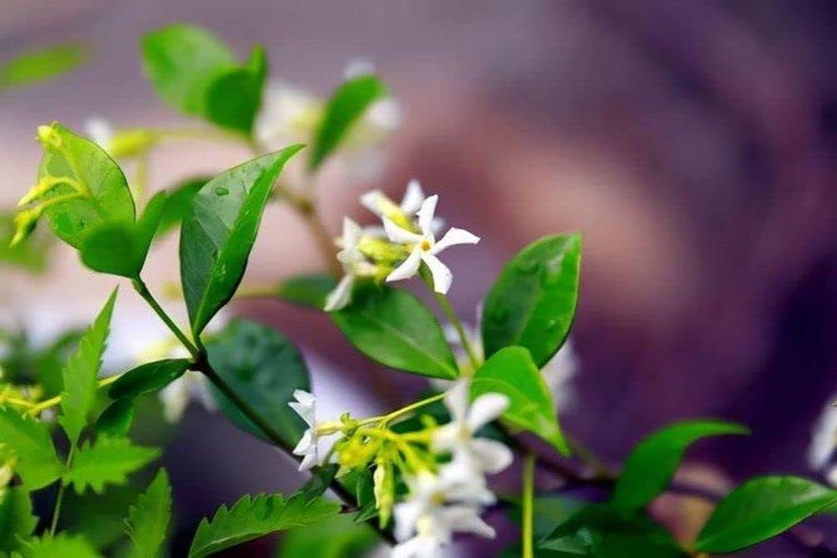 Rare 5G Scented Jasmine Flower Seed