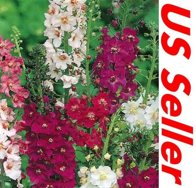 Verbascum Seeds – Mix Colors G91, 300 Seeds, Verbascum Phoenicium Seeds
