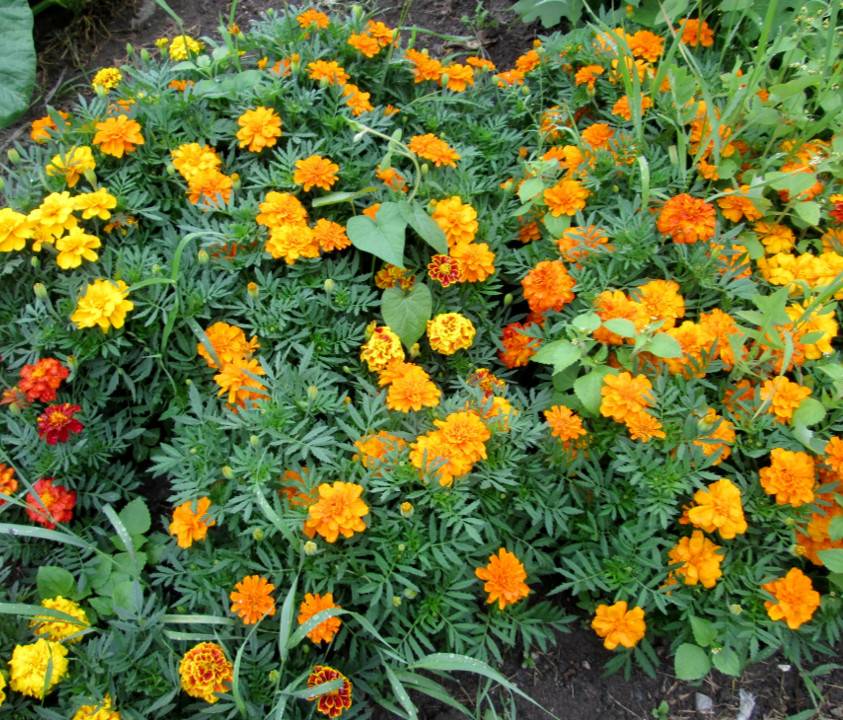 300+ FRENCH SPARKY Dwarf Marigold Mix~Orange, Yellow, Red Non-GMO Heirloom Seeds