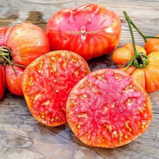 30+ HILLBILLY TOMATO SEEDS – HEIRLOOM – ORGANIC – NON GMO ———— RARE