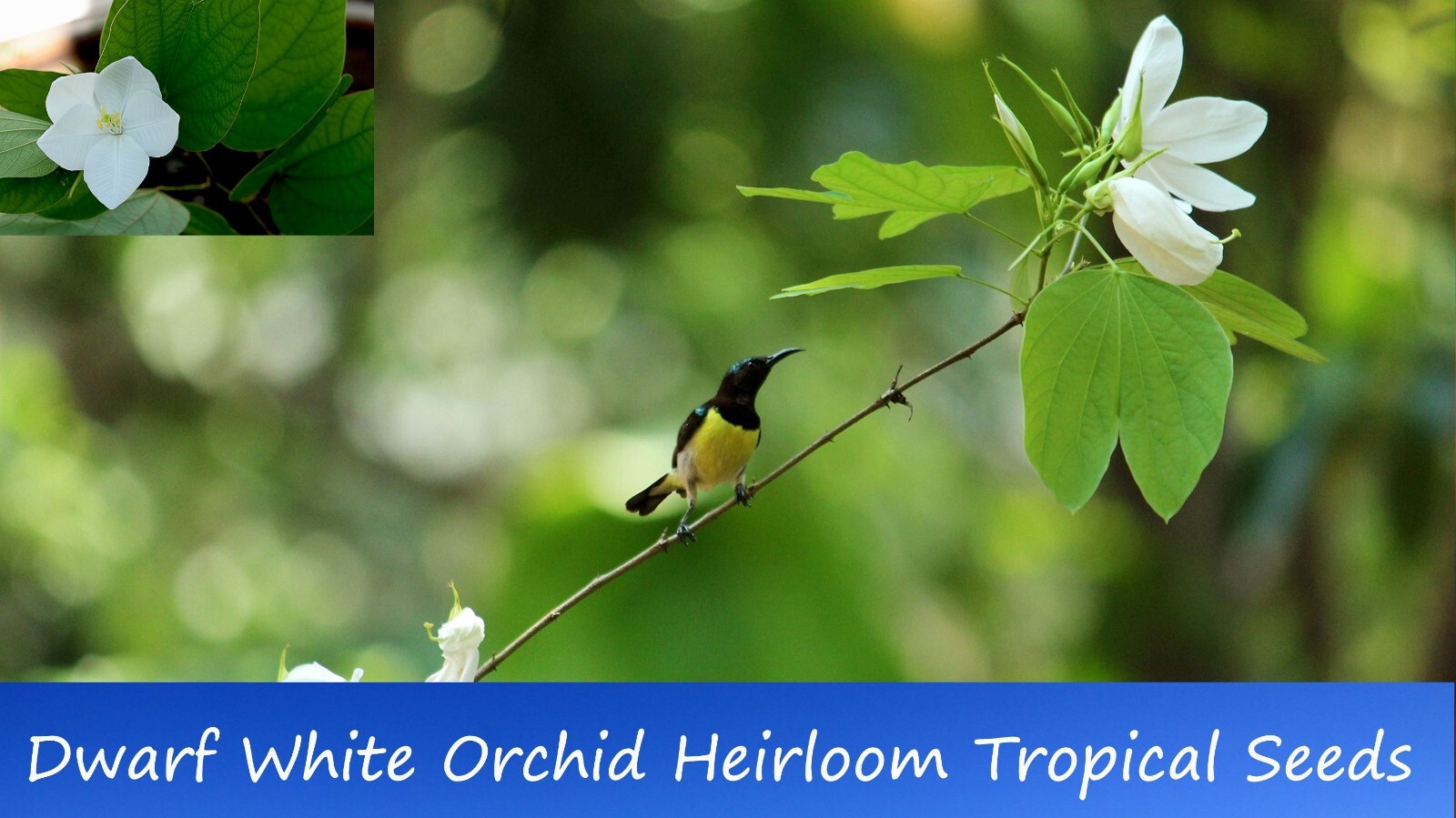 Tropical Seeds- Dwarf White Orchid Tree -10 Seeds -Bauhinia acuminata