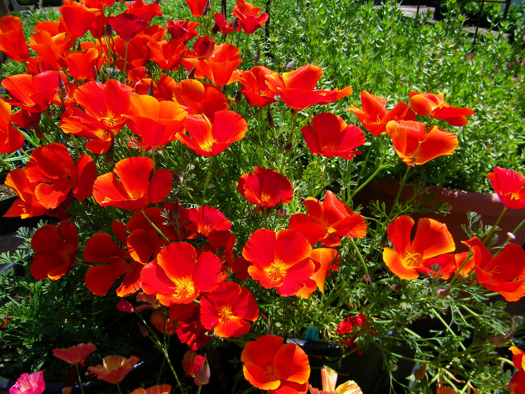 poppy, CALIFORNIA, RED CHIEF, annual flower, 275 SEEDS! GroCo