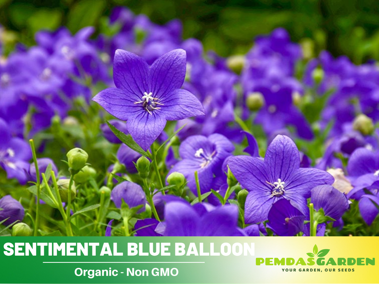 60 seeds| Blue Balloon Flower (Platycodon grandiflorus) Herb seeds #6005