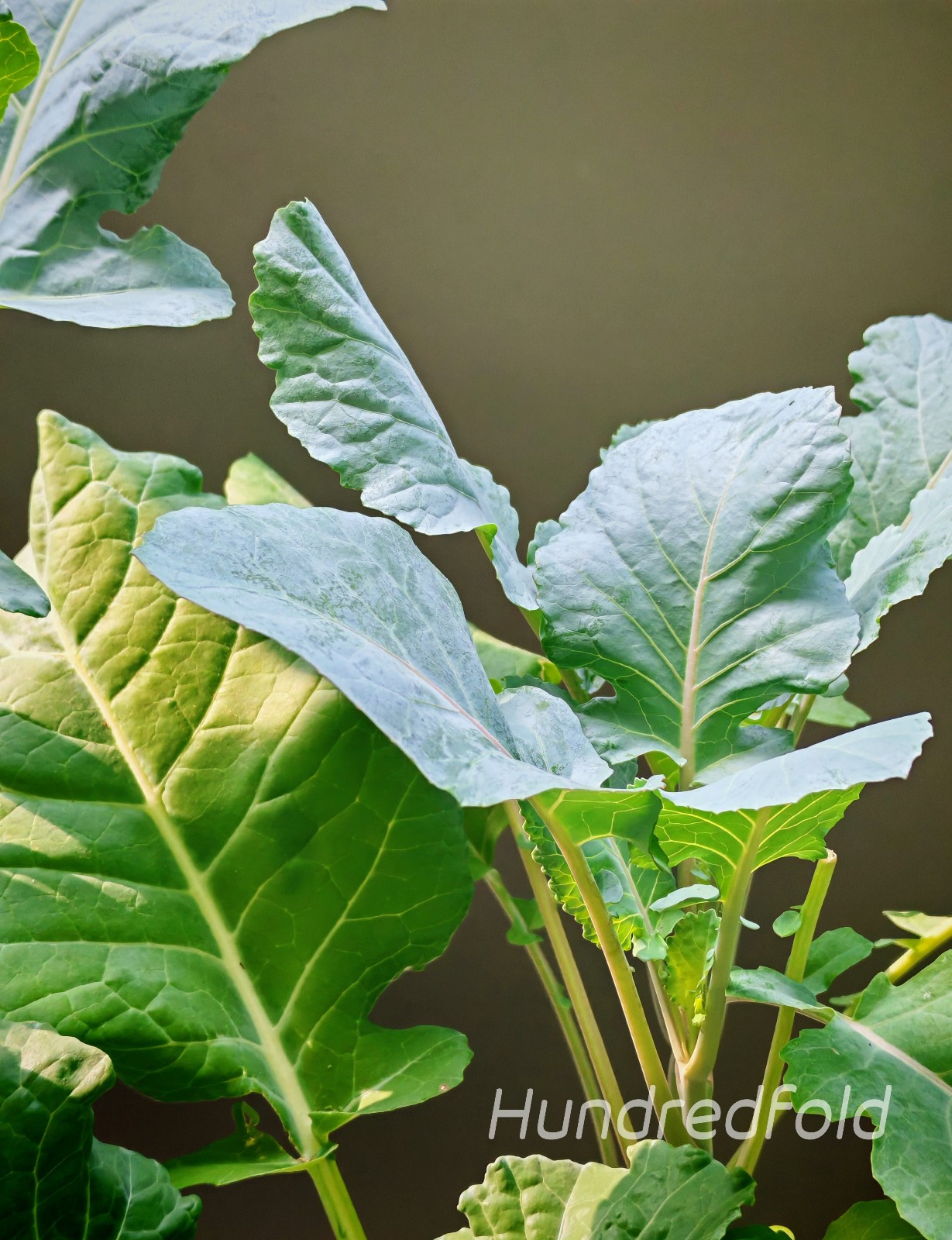 Perennial Kale 20 Vegetable Seeds Brassica oleracea var. ramosa, Open-pollinated