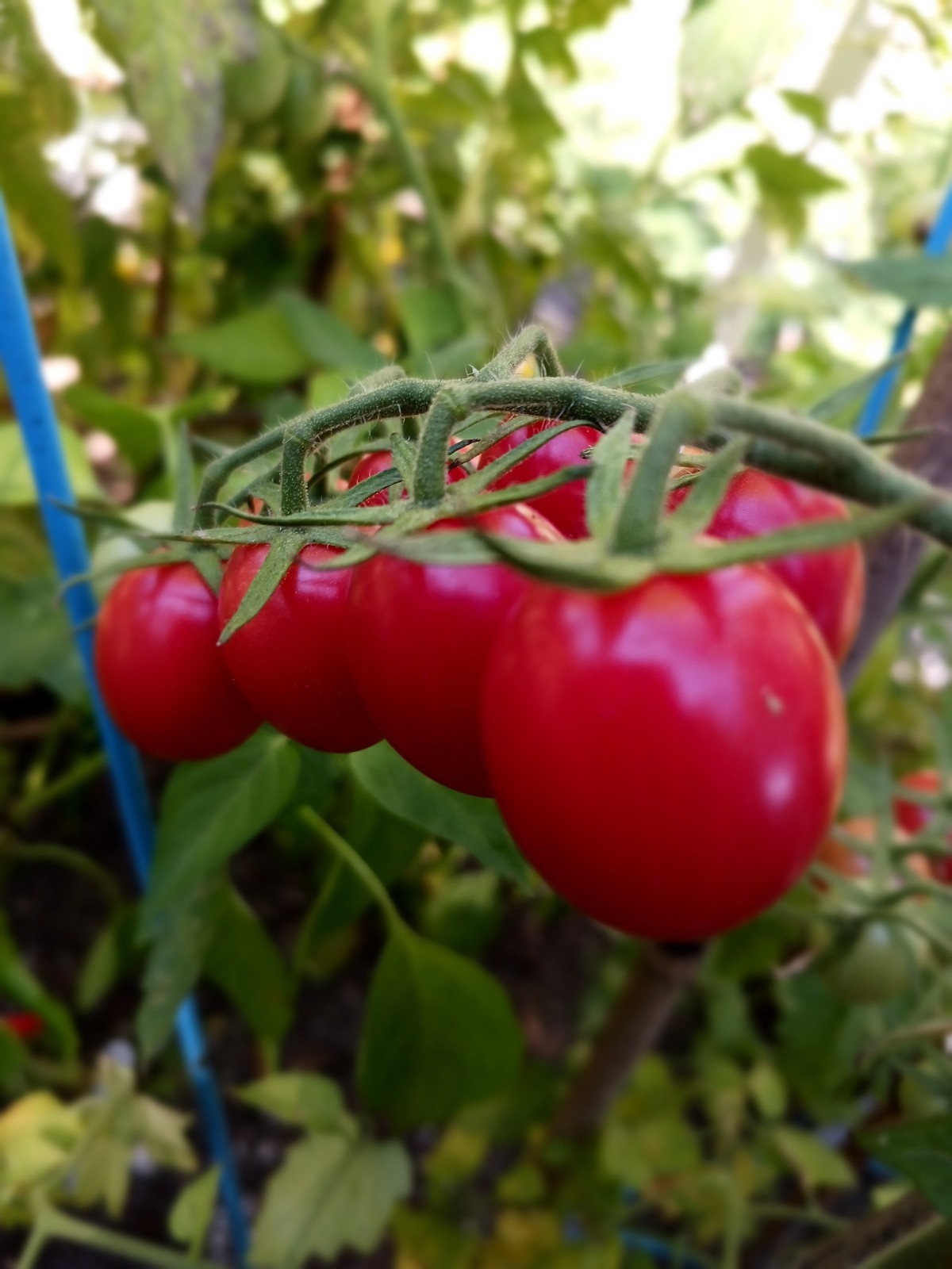 *NEW* ORGANIC PINK PRINCESS CHERRY TOMATO 20 FRESH SEEDS SWEETEST *FRESH 2023*
