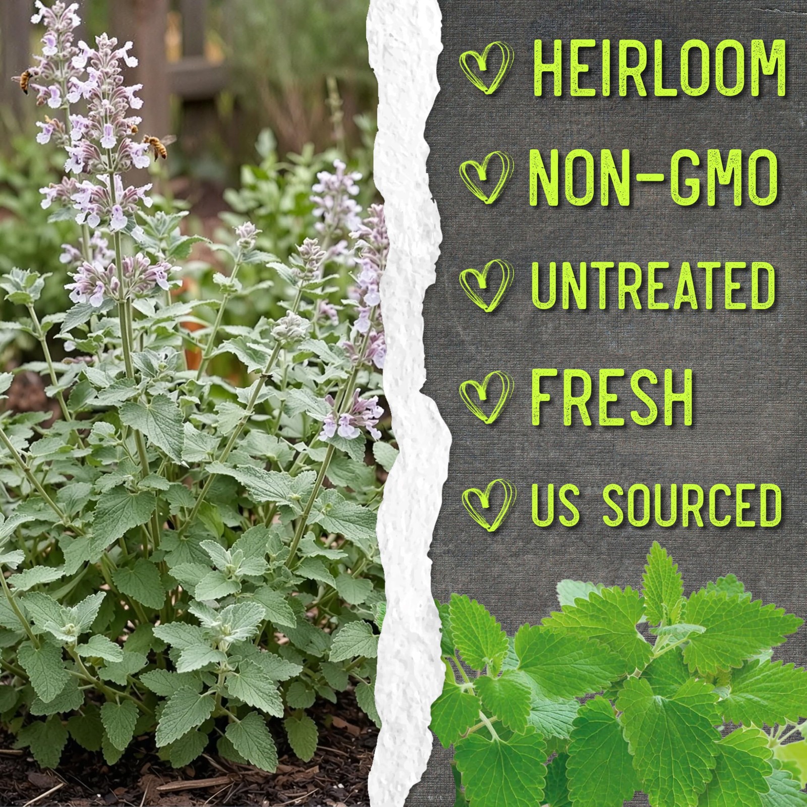 Catnip Seeds for Planting Nepeta cataria NonGMO Heirloom & Untreated Herb Se…
