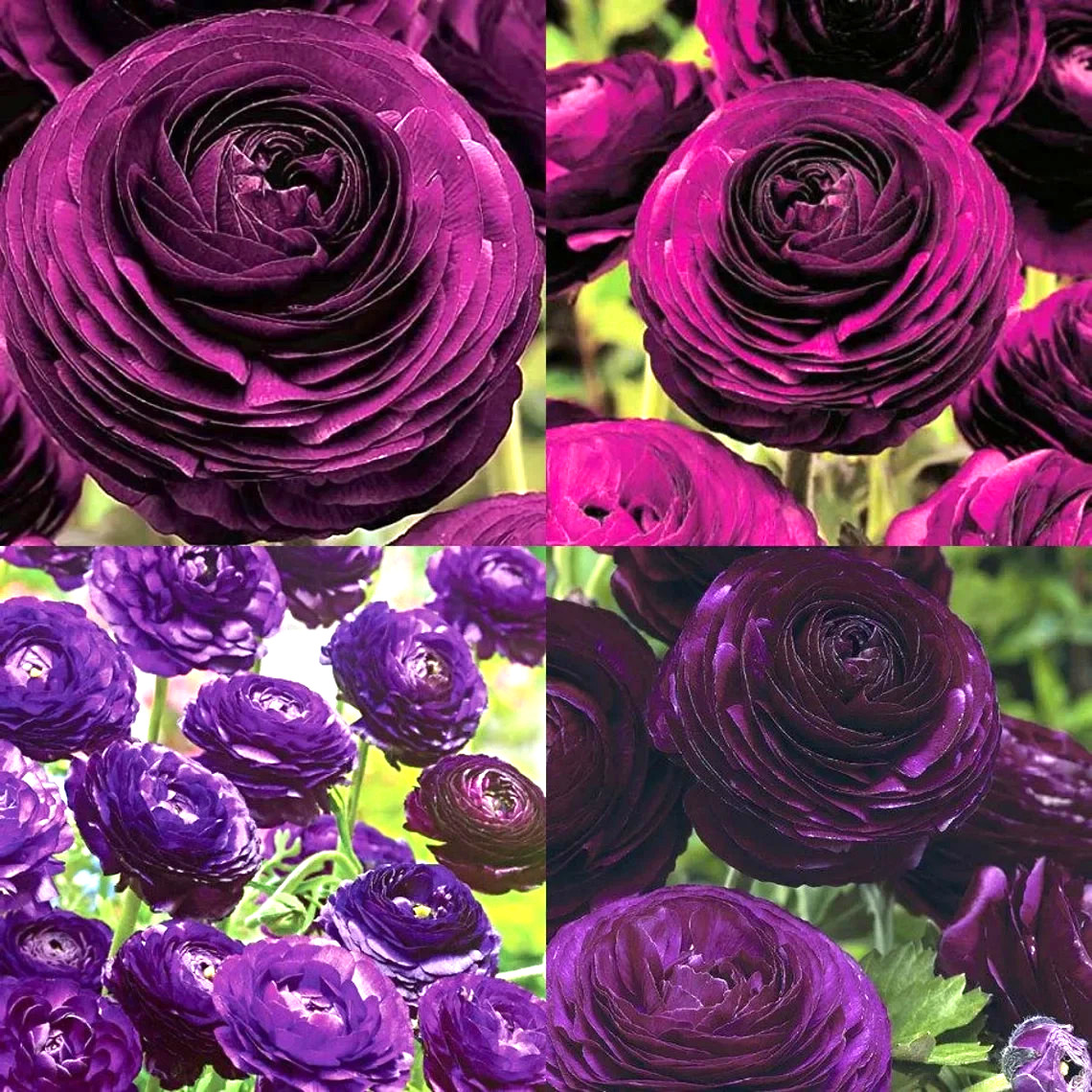 Purple Ranunculus Flowers 14 Bulbs Peony Rose Corms Wedding Flower Garden Plants