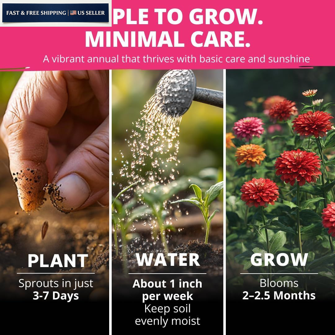 HOME GROWN Zinnia Dahlia Seeds Pack for 2026 Non GMO 524 Flower 1-Pack, Multi