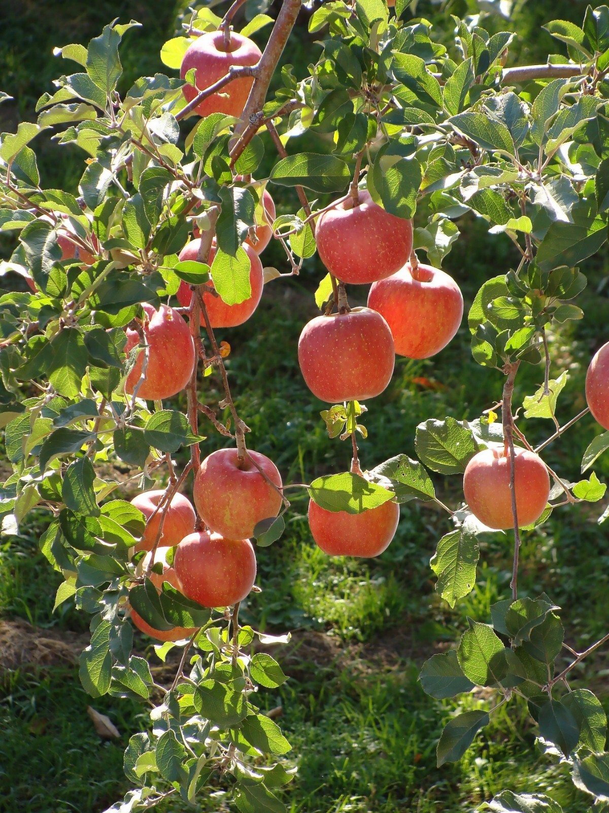 Red Delicious Apple, Malus pumila