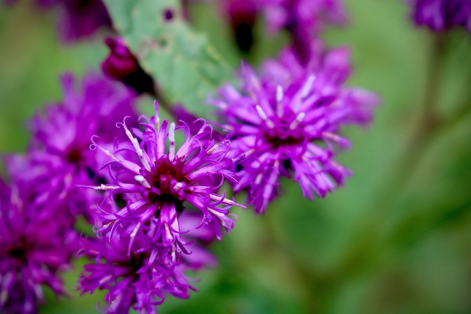 250 PURPLE IRONWEED Vernonia Fasciculata Flower Seeds