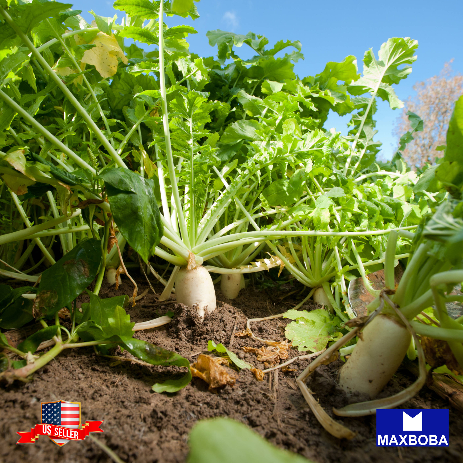 Radish Fresh Seeds Daikon Organic Cover Crop Non-GMO Garden