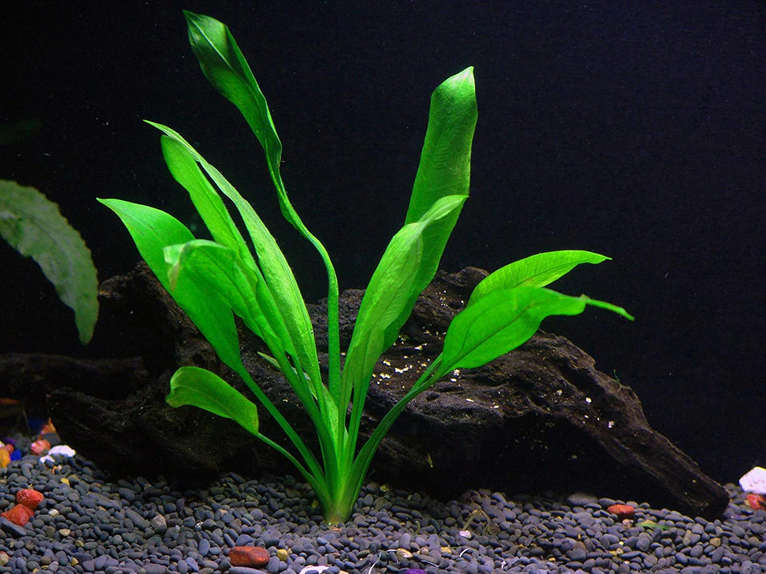 8 Species Aquarium Plants Bundle – Anacharis, Hornwort, Amazon Sword,