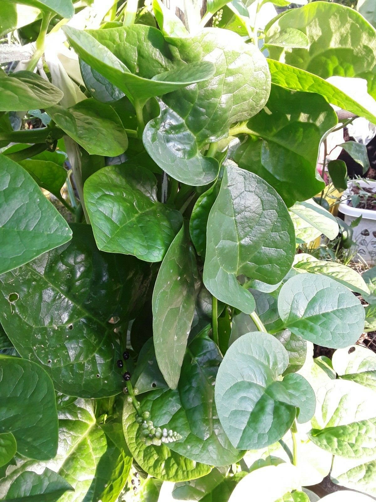 155+ Green Stem Malabar Alugbati Mong Toi Poi Sang Ceylon Seeds No Pesticides