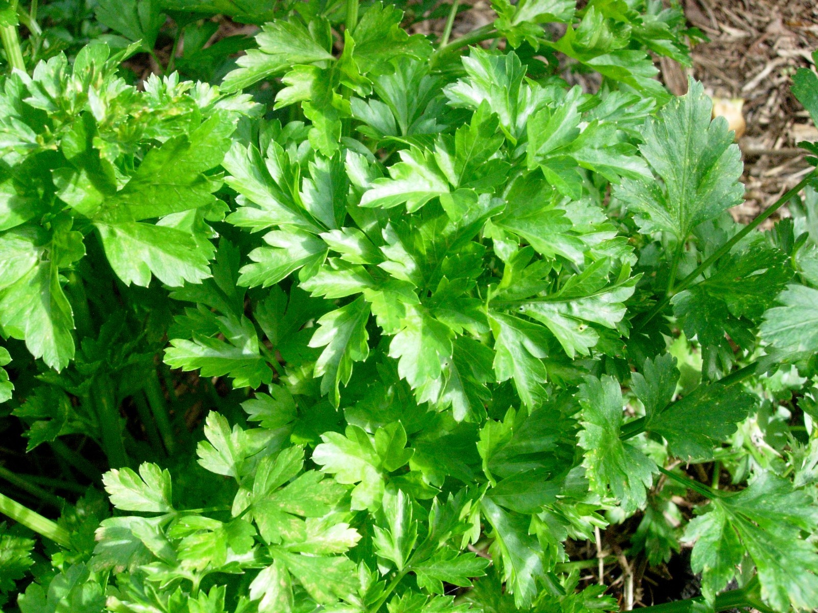 Italian Giant Parsley Seeds, NON-GMO, Heirloom, Flat-Leaf Parsley, FREE SHIPPING