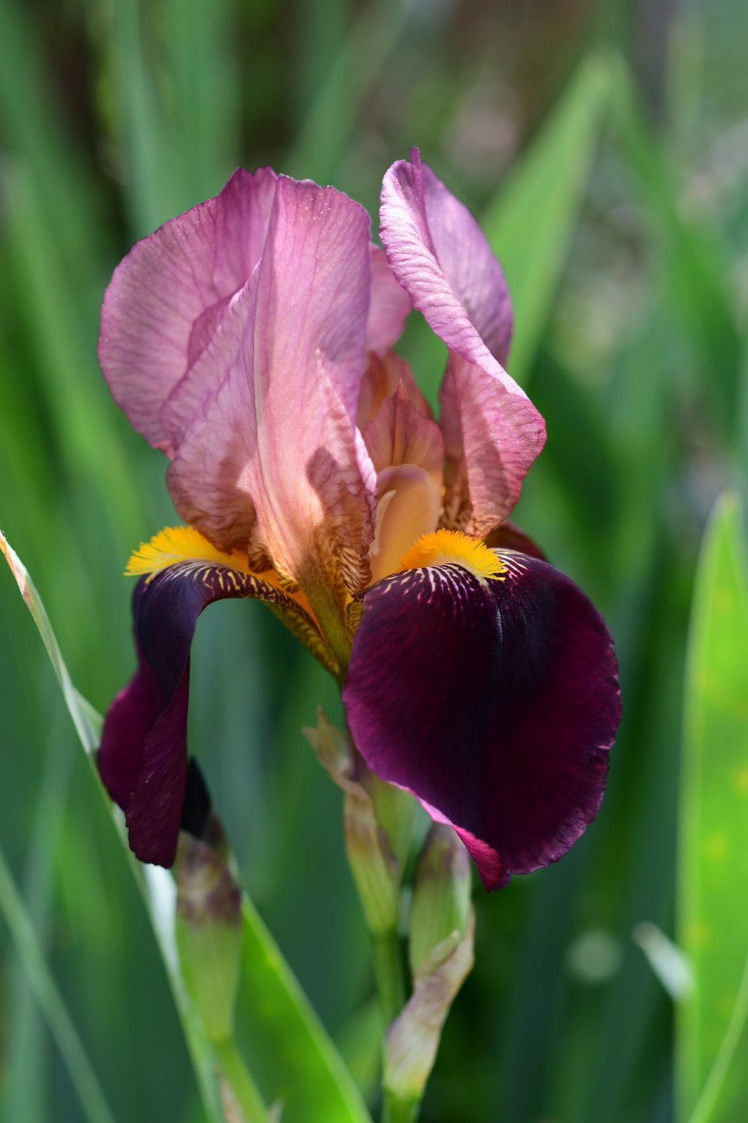 6x MIXED VARIETIES/COLORS BEARDED IRIS Bulbs/Rhizomes FRESH