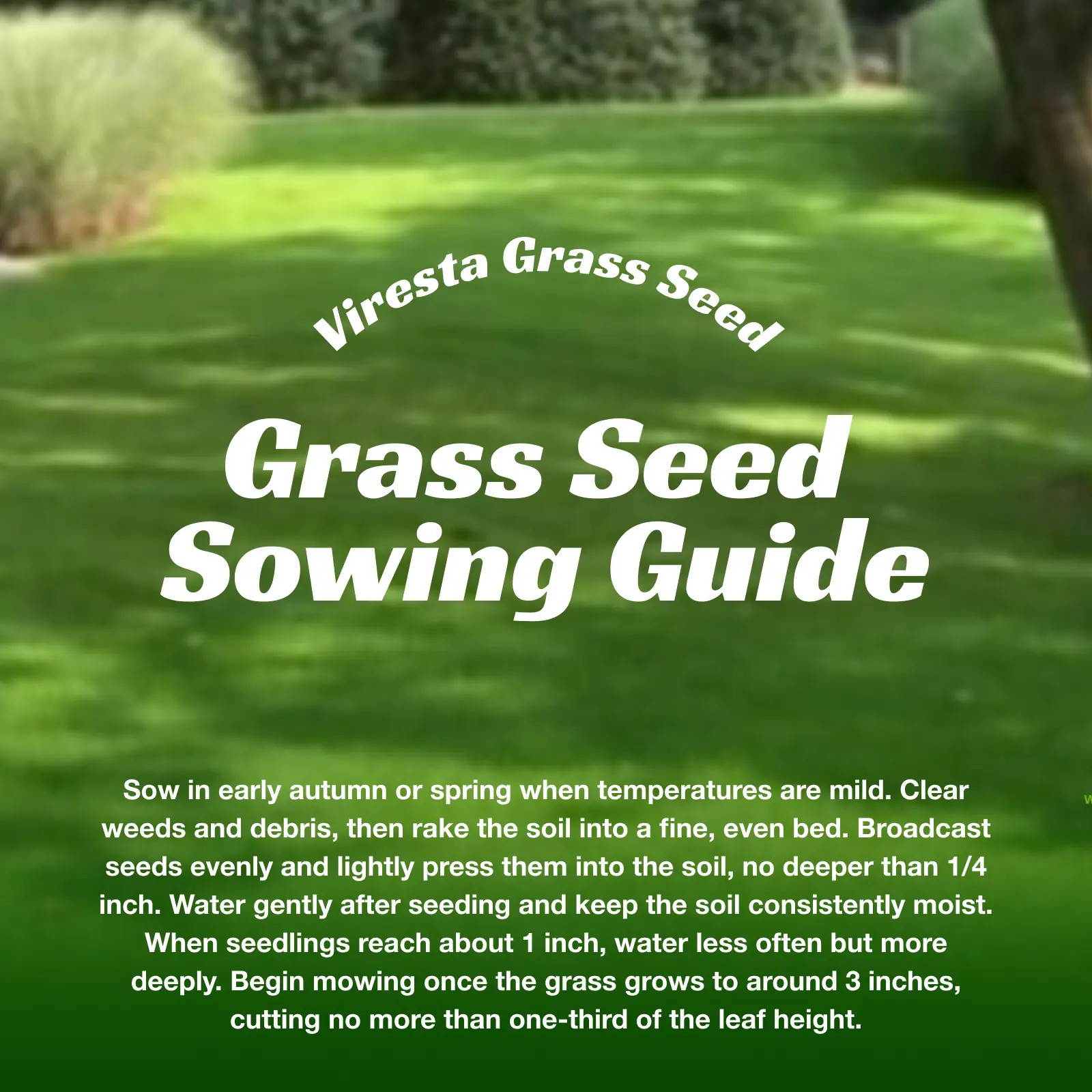 Grass Seed and Shade Grass, Grows Quickly and Withstands All Seasons, Perfect fo