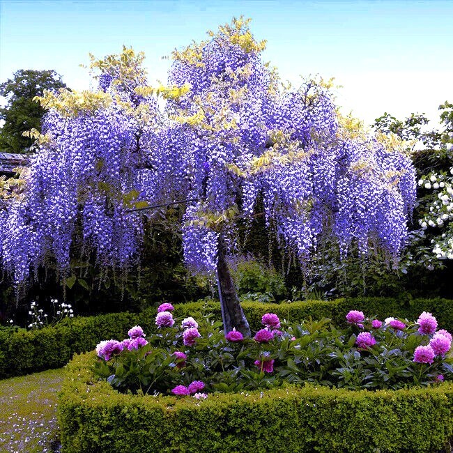5 Chinese Blue Wisteria sinensis Tree Seeds Fast Climber Flower Vine Hardy Plant