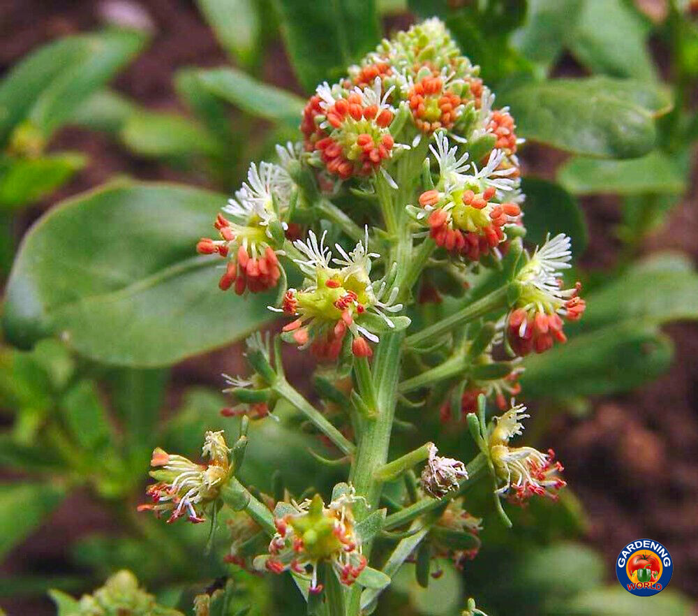 1oz Sweet White Mignonette Reseda odorata FRAGRANT Flower Seeds ( 25,000 Seeds)
