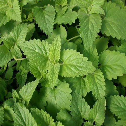 Catnip Seeds Organic Free Shipping! High Germination!